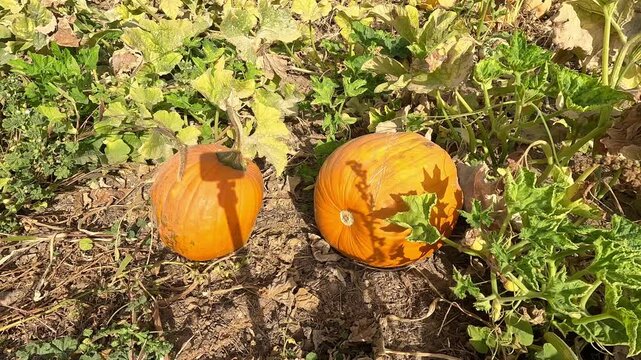 Close up of two orange pumpkins with leaves swaying in the wind at a pumpkin patch in Boise, Idaho