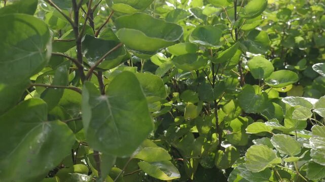 Mongkokan is a tropical shrub with cup or bowl shaped leaves it is grown in pots as an ornamental plant and also possesses medicinal properties.