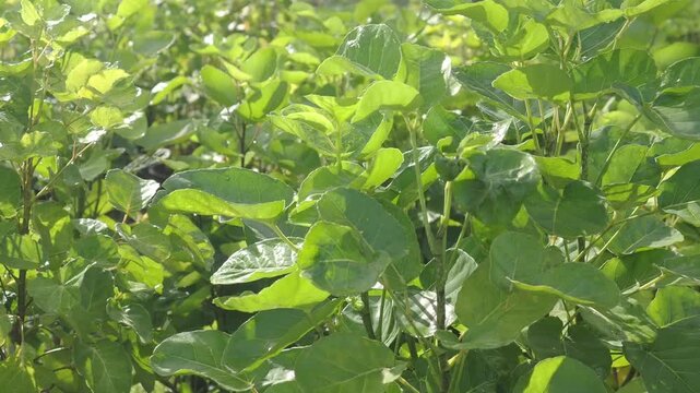 Mongkokan is a tropical shrub with cup or bowl shaped leaves it is grown in pots as an ornamental plant and also possesses medicinal properties.