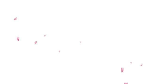 Soft pink cherry blossom petals gently fall in a seamless loop with white background. Fall start to end and loop Animation. Easy to use and change color. autumn leaves falling.