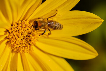 Bee on yellow flower, autumn. © Jan