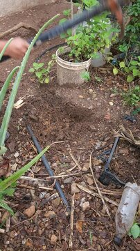 Digging Hole in Backyard Garden for Tree Planting