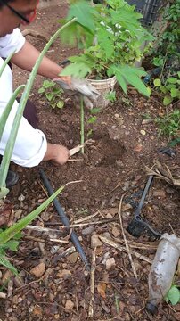 Gardener Planting Papaya Sapling in Organic Garden