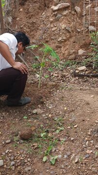Young Man Pressing Dirt Around Newly Planted Papaya Sapling