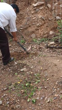Young Man Digging Soil with Pickaxe for Planting