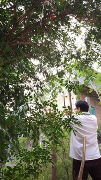 Young Person Pruning Tree Branches in Garden