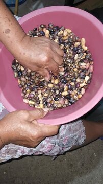 Close Up Hand Cleaning Heirloom Creole Beans in Bowl
