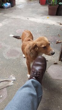 Person Gently Petting Small Puppy with Foot