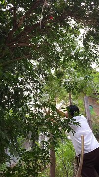 Person Pruning Guaje Tree Branch in Garden