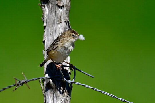 Zitting cisticola (Cisticola juncidis) with wool in its beak as nesting material // Zistens&auml;nger mit Schafwolle als Nistmaterial im Schnabel - Do&ntilde;ana National Park, Spain