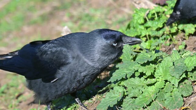 Jackdaws (Corvus monedula) looking for food among vegetation on the ground. October, Kent, UK [Half speed]