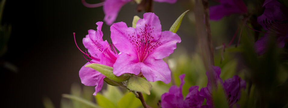 Vibrant pink azalea rhododendron blossoms blooming in close-up