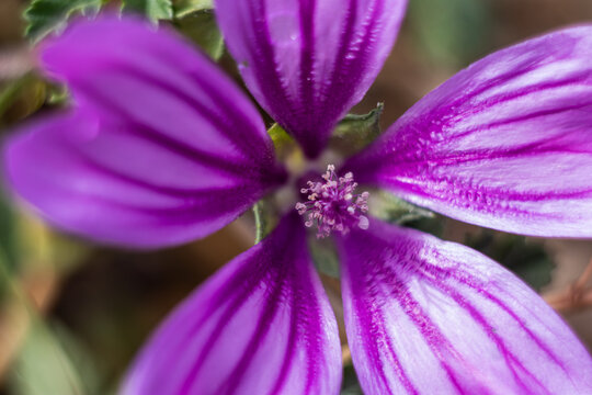 Macro shot of purple mallow flower center with detailed stamens