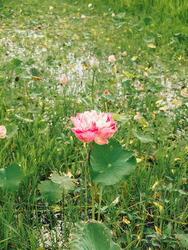 Vibrant pink lotus flower blooming gracefully in a lush green pond with water reflections