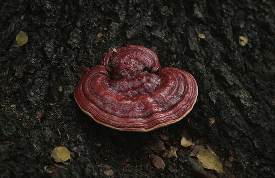 Glossy Red Reishi Bracket Fungus Growing on a Rough Tree Trunk