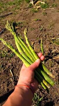 Asparagus grows in the garden. Selective focus.