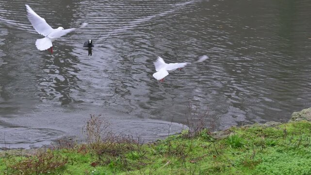 Black Headed Gulls (Chroicocephalus ridibundus) hunting a Little Grebe or Dabchick underwater, one catching but dropping it. Kent, UK [Slow motion x5]