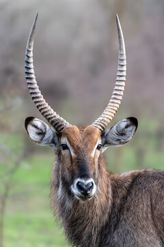 A majestic waterbuck with large ringed horns