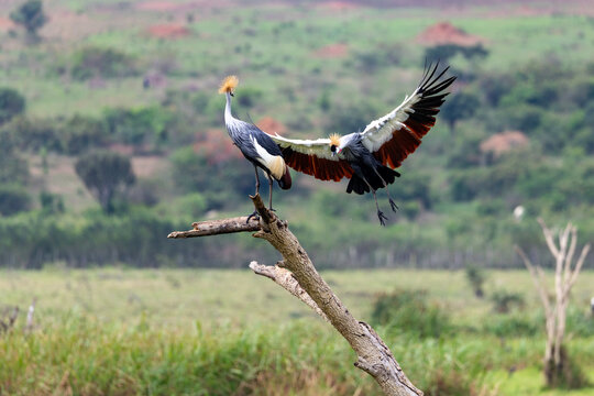 Two grey crowned cranes on a dead tree branch