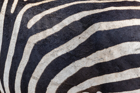 Extreme close up of a zebra's striped fur