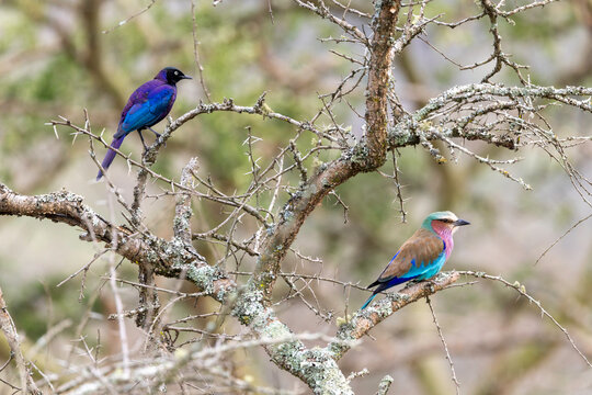 Ruppell's starling and a lilac-breasted roller in a thorny tree