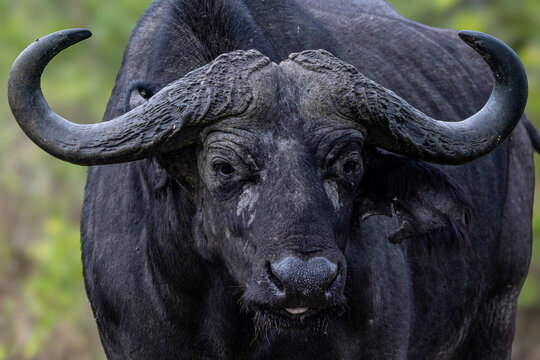 Intense close up portrait of an African buffalo