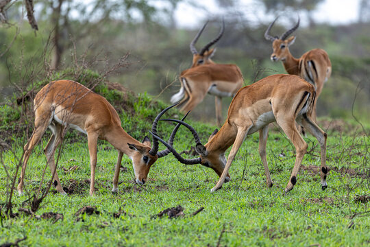Two male impalas fighting with locked horns in Africa