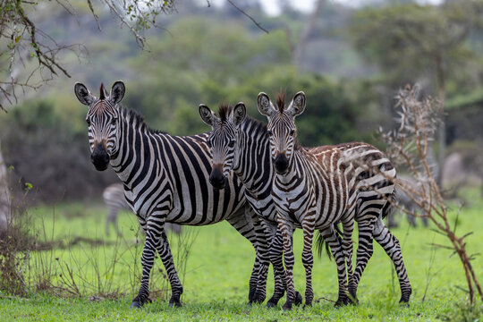 Three zebras looking at camera in a field