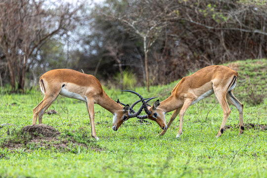 Two male impalas lock horns in a green field