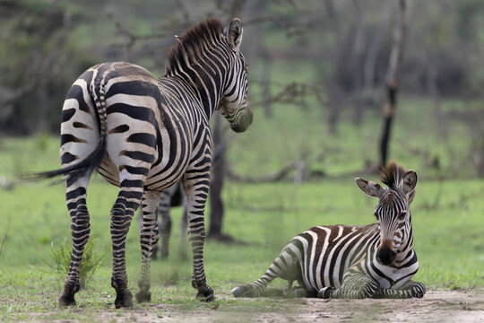 A young zebra foal rests as its mother stands guard