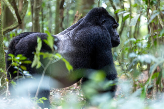 Silverback mountain gorilla stands in its natural habitat