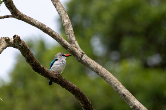 Small grey headed kingfisher perches on a tree branch