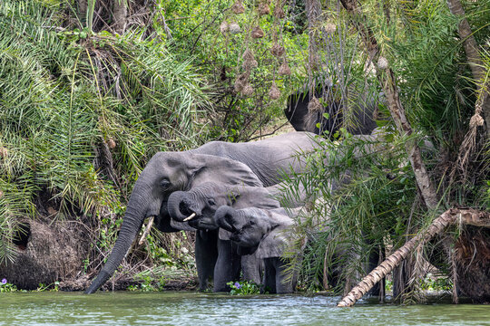 A family of elephants drinking water from the river