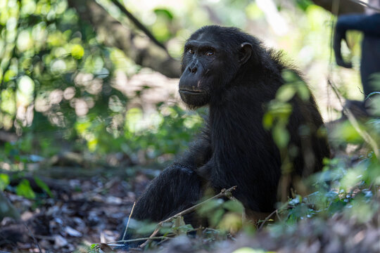 Wild chimpanzee sitting peacefully in the jungle