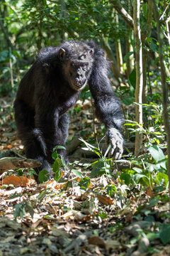 Chimpanzee knuckle walking through a lush green forest