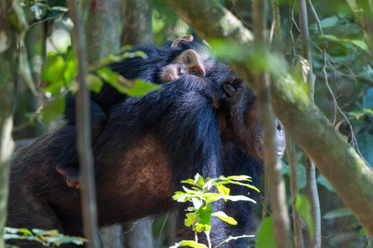 Baby chimpanzee riding on its mother's back in the jungle
