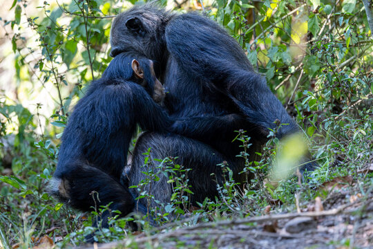 Mother chimpanzee holding her infant in the forest