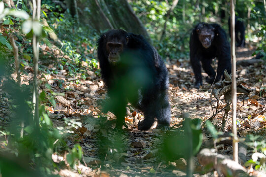 Wild chimpanzees walking on a path in the jungle