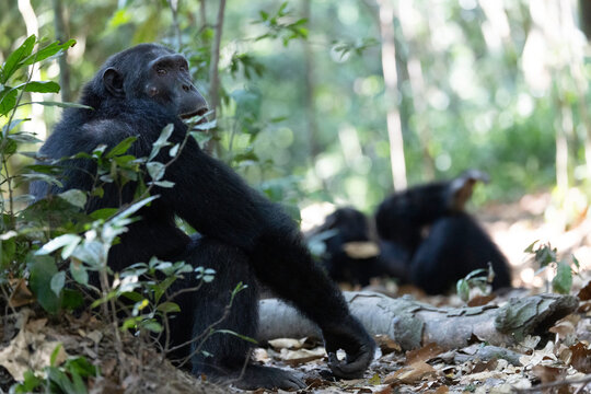 Thoughtful chimpanzee sitting on the jungle floor looking away