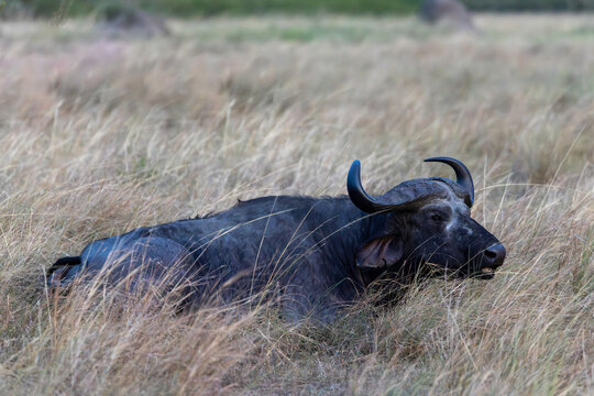 African buffalo resting in the tall savanna grass