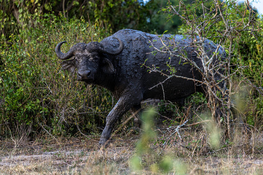 Large muddy African buffalo emerging from the bushes