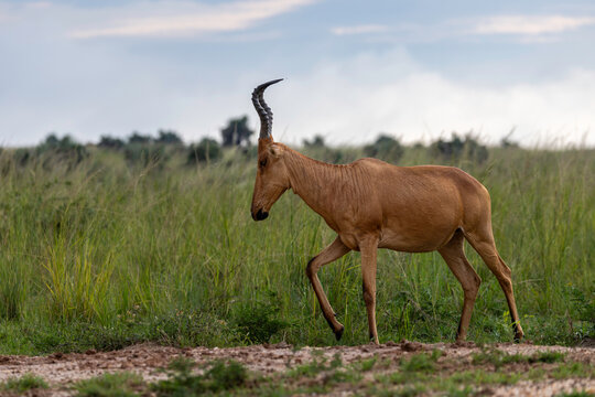 A Lelwel hartebeest walks through the grassy savanna