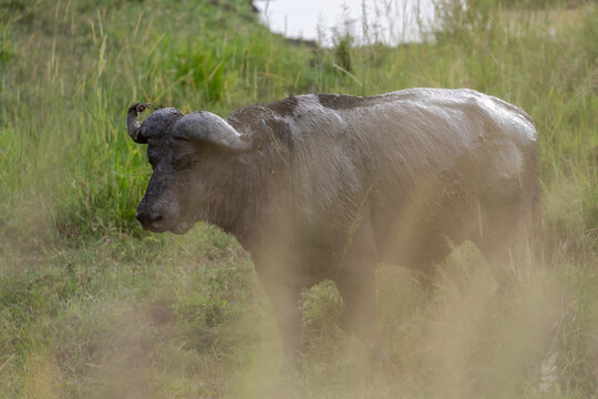 Mud covered Cape buffalo standing in tall green grass