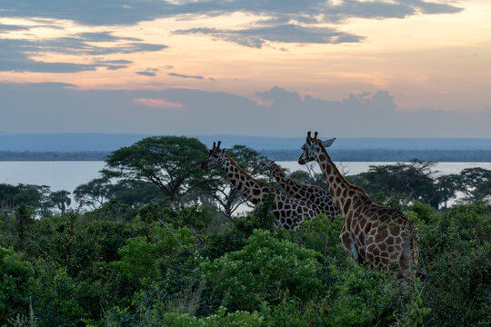 A tower of giraffes in the African savanna at sunset