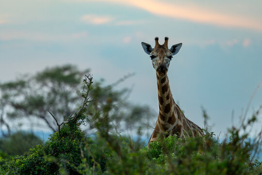 Giraffe peeking over bushes looking at camera