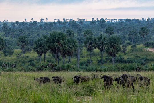 Herd of African buffaloes in a lush savanna with palm trees