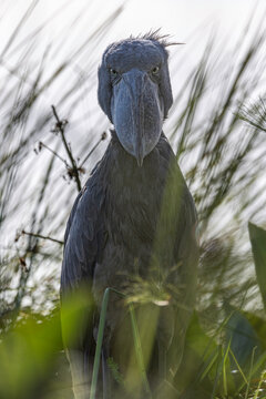 An intense shoebill stork staring directly at the camera