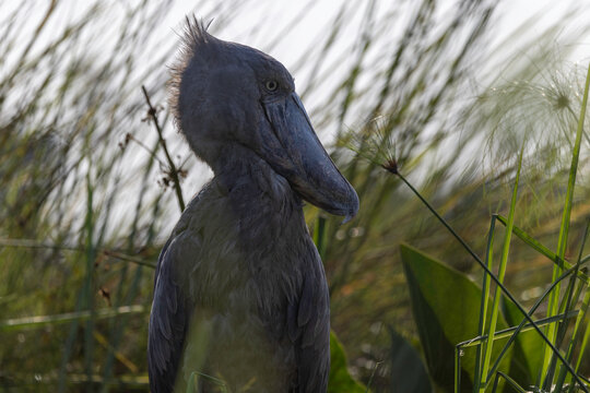 Profile of a shoebill stork standing in a swamp