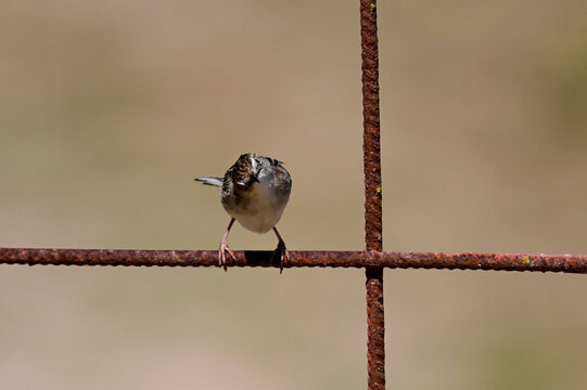 Zitting cisticola // Zistens&auml;nger, Cistens&auml;nger (Cisticola juncidis) - Do&ntilde;ana National Park, Spain