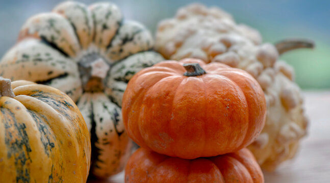 closeup on decorative gourds with heap of little be jack squash, autumnal vegetables